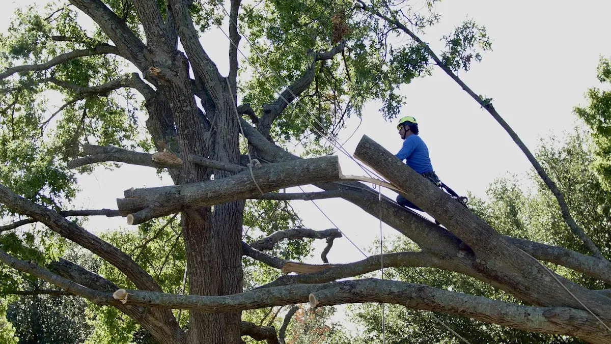 Professional Hazardous Tree Removal performed by certified arborists in Raymond